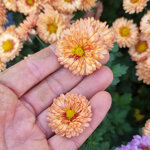 chrysanthemum-herbstbrokat