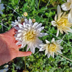 chrysanthemum-baltica-white