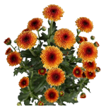 chrysanthemum-calimero-sunrise