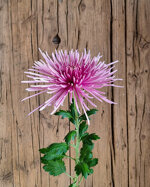 chrysanthemum-elbrus-pink
