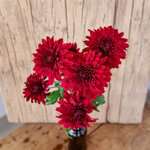 chrysanthemum-chianti