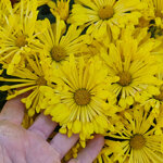 chrysanthemum-tante-heti