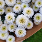 chrysanthemum-calimero-snow