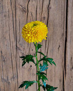 chrysanthemum-brasiliana