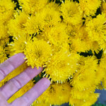 chrysanthemum-loya-yellow