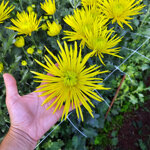 chrysanthemum-saffina-yellow