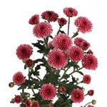 chrysanthemum-calimero-lobster