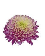 chrysanthemum-celestin-rose