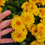 chrysanthemum-00123
