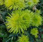 chrysanthemum-anastasia-dark-lime