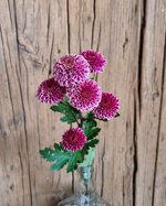 chrysanthemum-omega