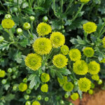 chrysanthemum-calimero-minty
