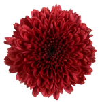 chrysanthemum-calimero-red