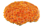 chrysanthemum-spidy-orange