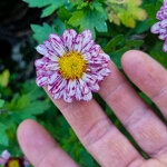 chrysanthemum-static-violet