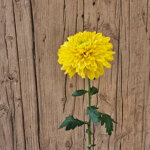 chrysanthemum-willem-sunny