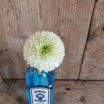 chrysanthemum-alibaba