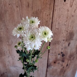 chrysanthemum-garda