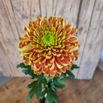 chrysanthemum-rossano-elizabeth