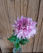 chrysanthemum-honeymoon