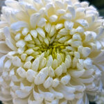 chrysanthemum-kibo