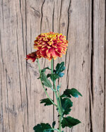 chrysanthemum-tropicana