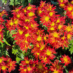 chrysanthemum-rainbow-circus