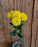 chrysanthemum-ellison-sunny