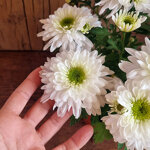 chrysanthemum-licorne-blanche