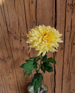 chrysanthemum-yeti-beach