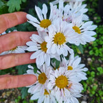 chrysanthemum-rockland-white