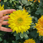 chrysanthemum-rosela-yellow