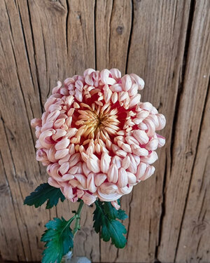 chrysanthemum-vienna-copper