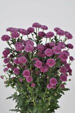 chrysanthemum-calimero-purple