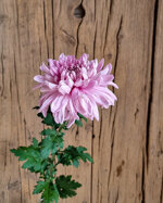 chrysanthemum-honeymoon