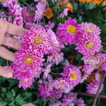 chrysanthemum-cinderella
