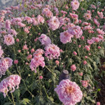 chrysanthemum-oiseau-du-paradis