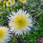 chrysanthemum-sheena