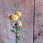 chrysanthemum-doria-cream