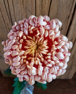 chrysanthemum-vienna-copper