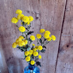 chrysanthemum-calimero-sunny