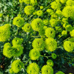 chrysanthemum-country