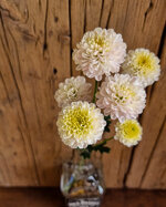 chrysanthemum-ellison-white