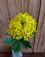 chrysanthemum-jade-green