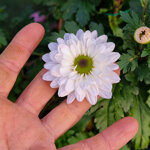 chrysanthemum-01223