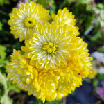 chrysanthemum-lemon-slice