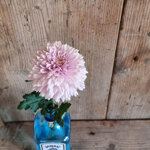 chrysanthemum-romancero