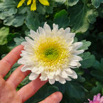 chrysanthemum-rosela-white