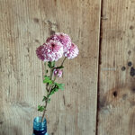 chrysanthemum-doria-pink