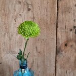 chrysanthemum-balloon